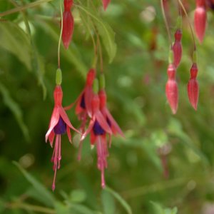 Fuchsia magellanica gracilis