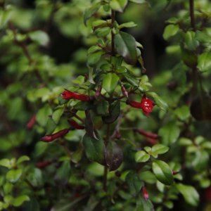 Fuchsia microphylla ssp. aprica