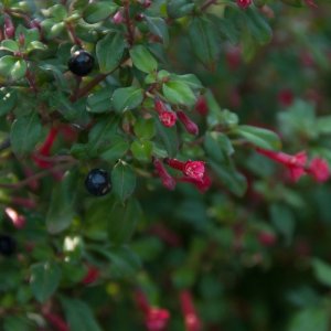 Fuchsia microphylla ssp. aprica