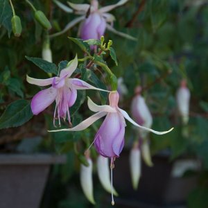 
Blue Sleighbells