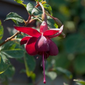 
Gerharda´s Aubergine