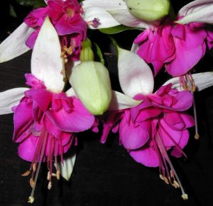 
Eurofuchsia