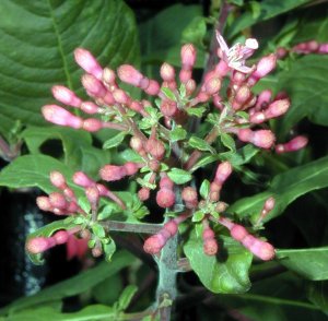 Fuchsia arborescens hybrid