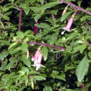 
Fuchsia thymifolia ssp. minimiflora