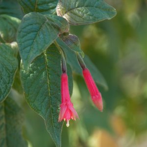 Fuchsia decussata (syn. F. scandens)