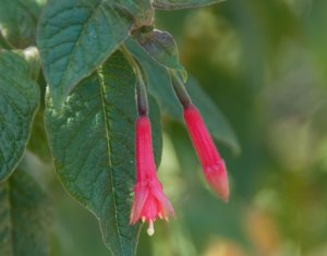 Fuchsia decussata (syn. F. scandens)