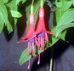 Fuchsia brevilobis