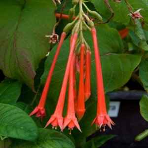 Fuchsia fulgens var. rubra grandiflora