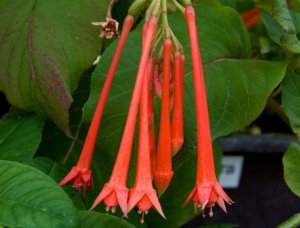 Fuchsia fulgens var. rubra grandiflora