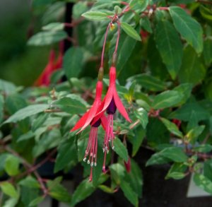 
Fuchsia magellanica Thompsonii