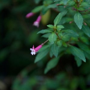 
Fuchsia microphylla