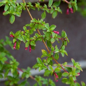 Fuchsia parviflora (syn. F. michoacanensis)