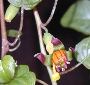 
Fuchsia procumbens var kirkii