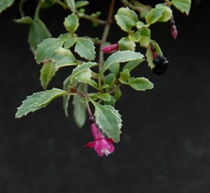 Fuchsia × bacillaris 'Variegata'