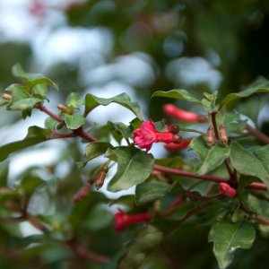 
Fuchsia microphylla quercetorum