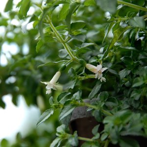 
Fuchsia obconica