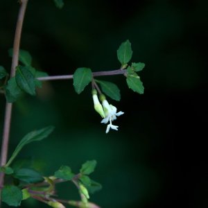 
Fuchsia microphylla ssp. Hidalgensis