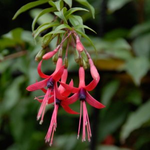 
Fuchsia regia ssp. serrae