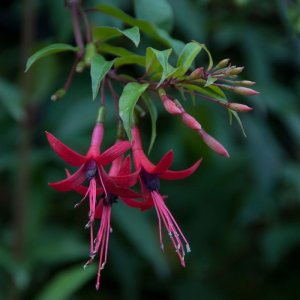 
Fuchsia regia ssp. serrae