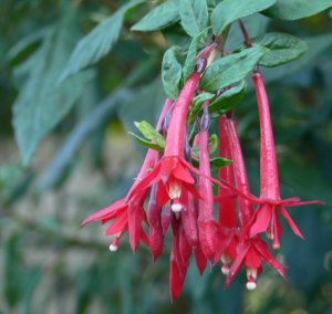 Fuchsia loxensis