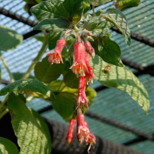 
Space Shuttle (F. splendens)