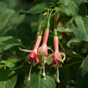 
Botanischer Garten Berlin