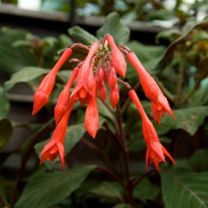 
Fuchsia triphylla var. Bonstedt