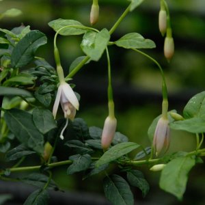 Fuchsia magellanica var. alba (syn. F. m. var. molinae)