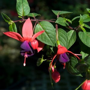 
Mission Bells