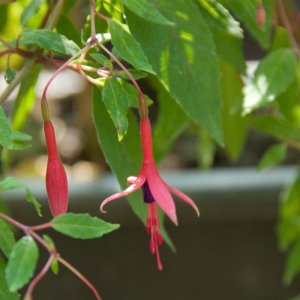 Fuchsia magellanica var. aurea