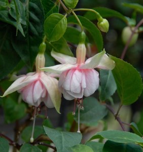 
Easter Bonnet