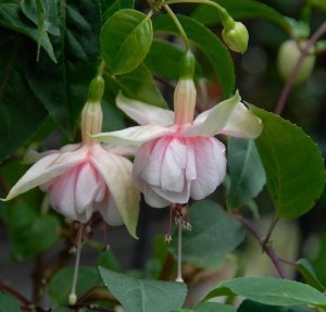 
Easter Bonnet