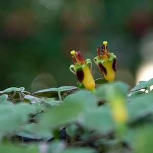 
Fuchsia procumbens variegata