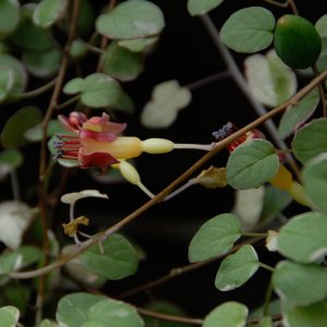 Fuchsia procumbens 'Variegata'