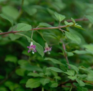 
Fuchsia enclyandra