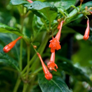 
Fuchsia andrei (=F.osgoodii = F. ovalis var. aberrans)