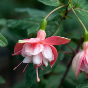 
Pink Quartet