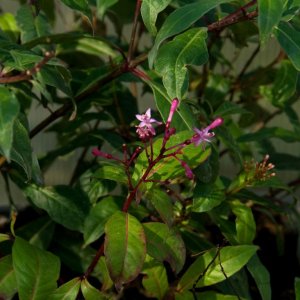 
Fuchsia paniculata