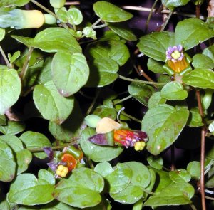 Fuchsia procumbens