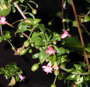 Fuchsia minutiflora