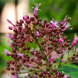 
Fuchsia arborescens (=F.paniculata)