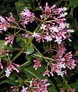 Fuchsia arborescens