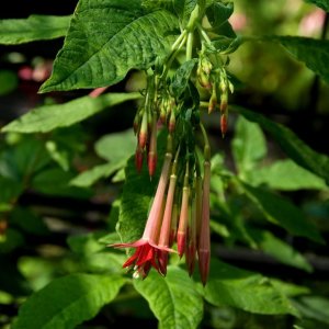 
Fuchsia corymbiflora.