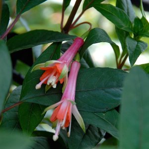 
Fuchsia seratifolia (=F. denticulata)