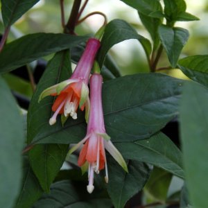 Fuchsia seratifolia