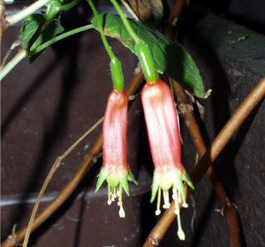 Fuchsia splendens (syn. F. cordifolia)