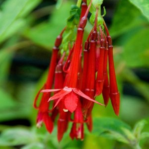 
Fuchsia boliviana  (=F.corymbiflora)