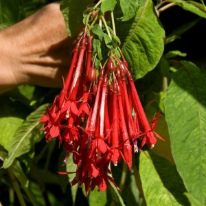 Fuchsia boliviana