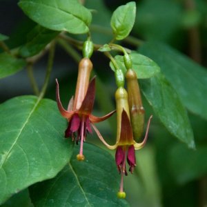 
Fuchsia colensoi