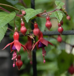 
Fuchsia chili